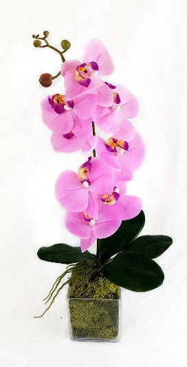 Single Pink Orchid In Clear Vase with Moss